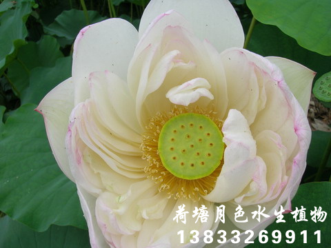 向阳葵花