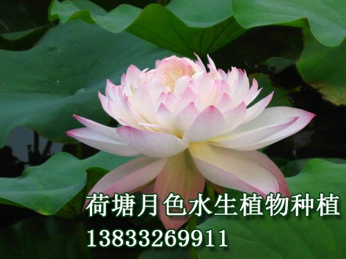 高风亮节