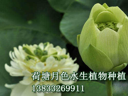 绿宝石
水生植物种植,荷花种植,色欲AV麻豆国产在线,荷花种子,麻豆AV免费在线看苗,无码人妻精品一区二区三区麻豆苗,荷花种藕，白洋淀色欲AV麻豆国产在线，野生色欲AV麻豆国产在线，古代莲